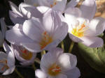 Crocus.